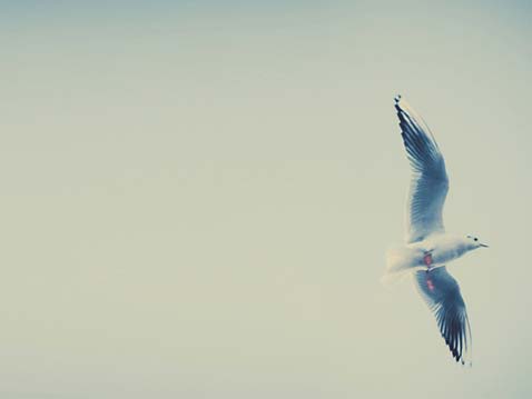 A large bird soaring